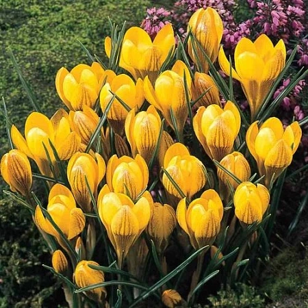 Крокус Dorothy (15 шт. в уп.)