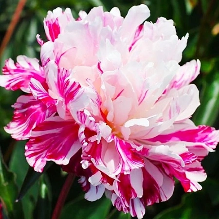 Пион Candy Stripe Пион Candy Stripe