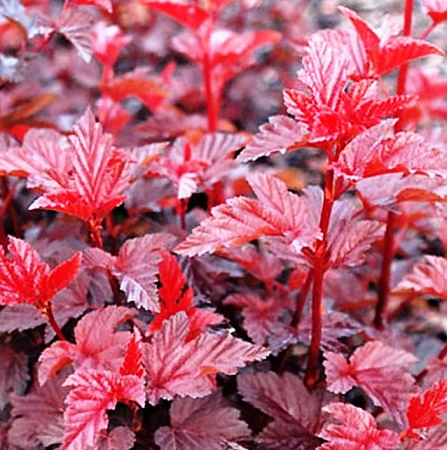 Пузыреплодник Леди ин Ред (Lady in red) калинолистный 60-80 см