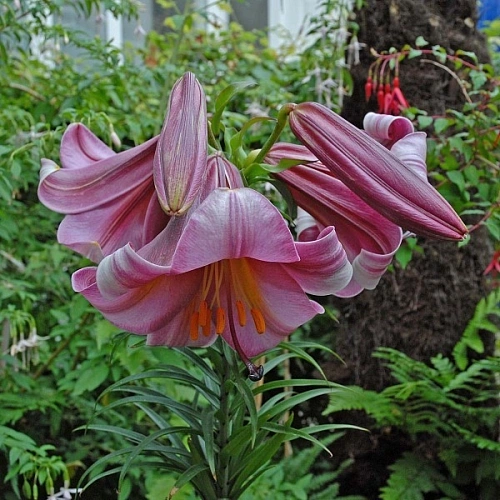 Лилия Trumpet Pink Perfection Лилия Trumpet Pink Perfection
