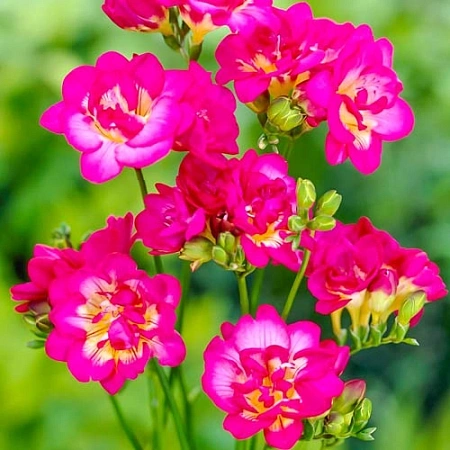 Фрезия Double Pink (уп. 10 шт)
