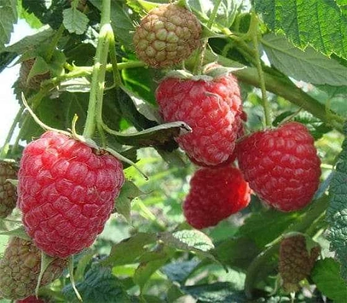 Малина Зюгана Малина Зюгана