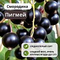 Смородина Пигмей черная С5 Смородина Пигмей черная С5