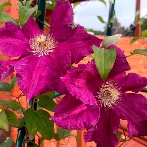 Клематис Эрнест Маркхам Клематис Эрнест Маркхам