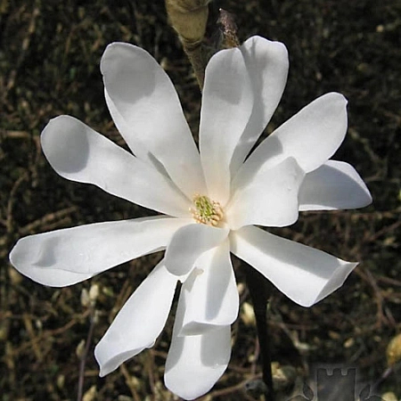 Магнолия Stellata Waterlily 80-100