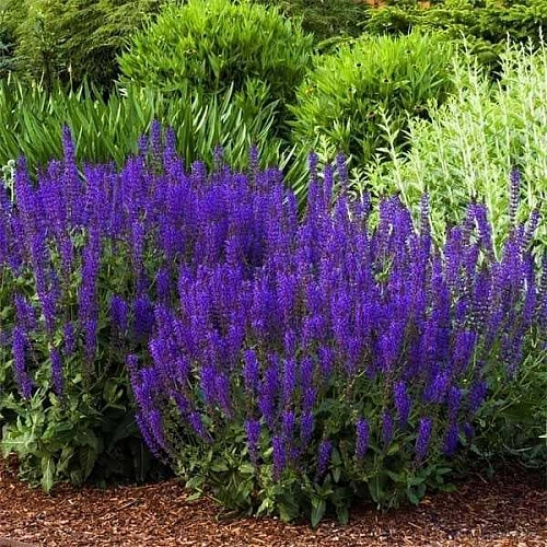 Шалфей дубравный Нью Дименшн Блю (New Dimension Blue) C2 Шалфей дубравный Нью Дименшн Блю (New Dimension Blue) C2