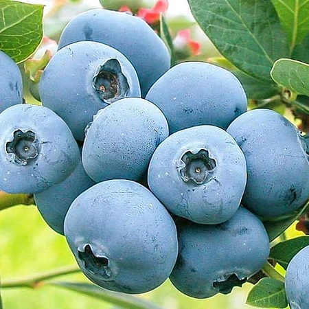 Голубика Бонус С10 Голубика Бонус С10