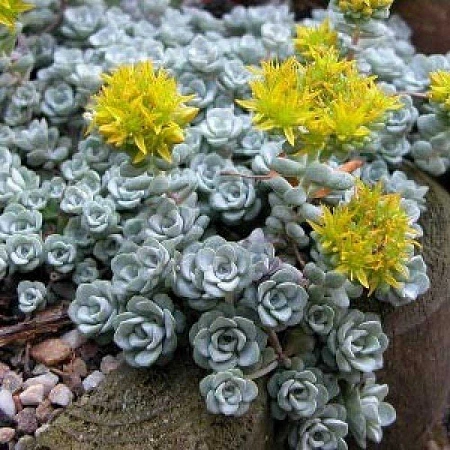 Очиток (Седум) Cape Blanco лапчатолистный