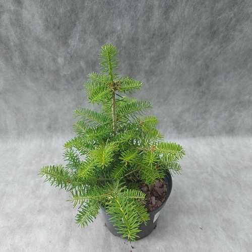 Пихта корейская 20-30 см Пихта корейская 20-30 см