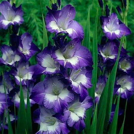 Гладиолус King's Lynn (5 шт. в уп.)