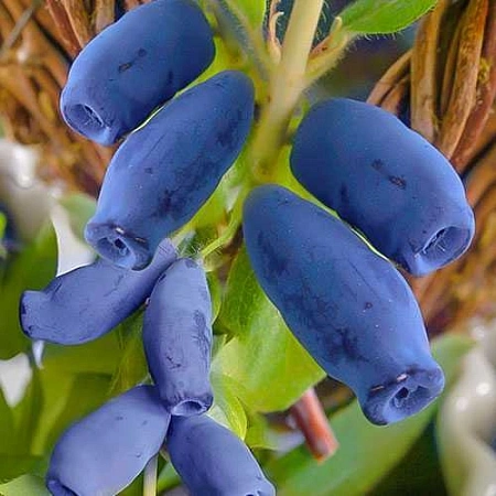 Жимолость съедобная Пчела Жимолость съедобная Пчела