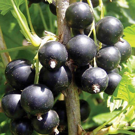 Смородина черная Tissel С3 Смородина черная Tissel С3