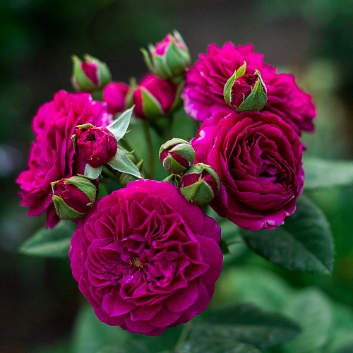 Роза Перпл Лодж Роза Перпл Лодж