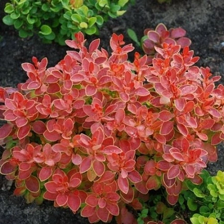Барбарис Тунберга Coral