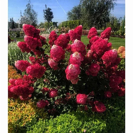 Гортензия Самарская Лидия метельчатая 2-х летка