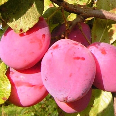 Слива Фаворито дель Султано Слива Фаворито дель Султано