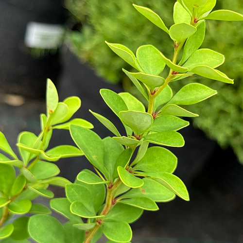 Барбарис Эректа (Erecta) тунберга 20 см Барбарис Эректа (Erecta) тунберга 20 см