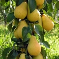 Груша колоновидная медовая Груша колоновидная медовая