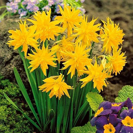 Нарцисс Rip van WInkle (5 шт. в уп.)