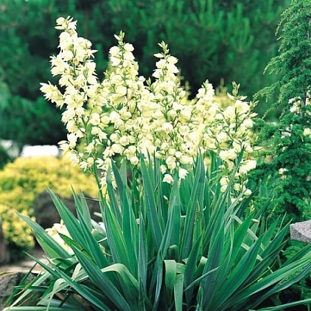 Юкка Filamentosa (уп. 1 шт)