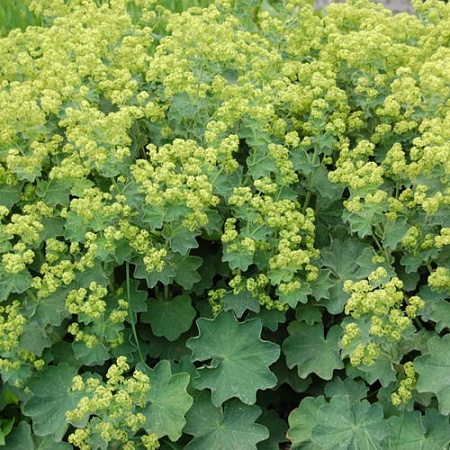 Манжетка С2