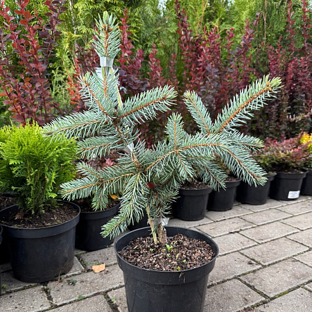 Ель колючая Хупси (Hoopsi) 25-30 см