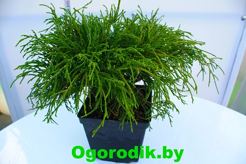 Кипарисовик горохоплодный Филифера Нана 30-40 см Кипарисовик горохоплодный Филифера Нана 30-40 см