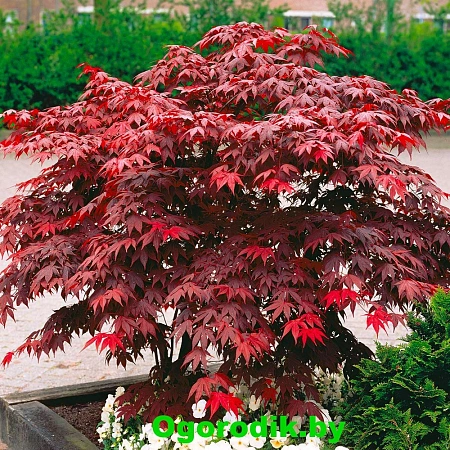 Клен красный остролистный Royal Red 170-180 см