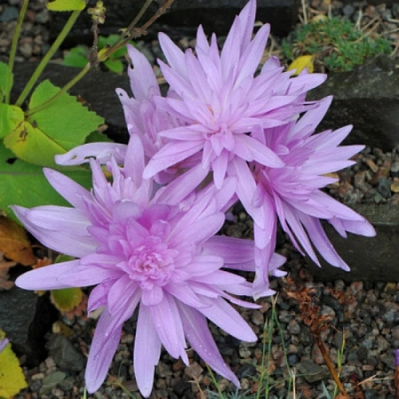 Колхикум Ватерлили