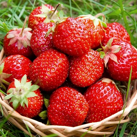 Клубника Кристин