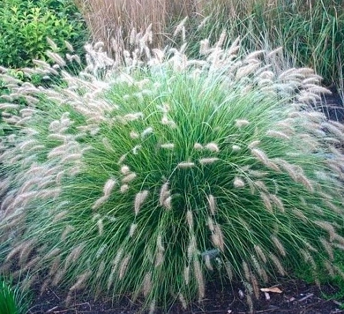 Пеннисетум Пеннисетум