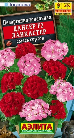 Пеларгония Дансер F2 Ланкастер, смесь окрасок (АЭЛИТА)