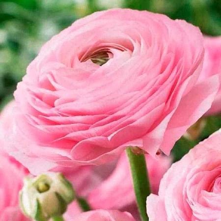Ранункулюс Pink (10 шт. в уп.)
