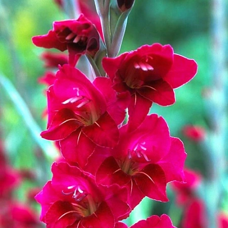 Гладиолус Sylvanna (уп. 7 шт)