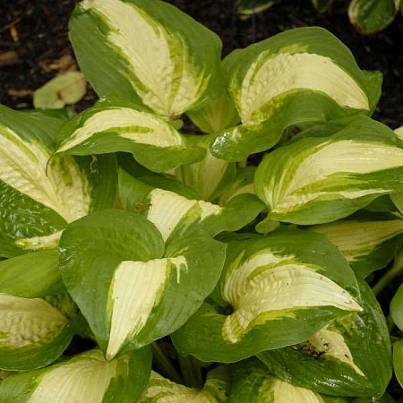 Хоста Summer Music (уп. 1 шт) Хоста Summer Music (уп. 1 шт)