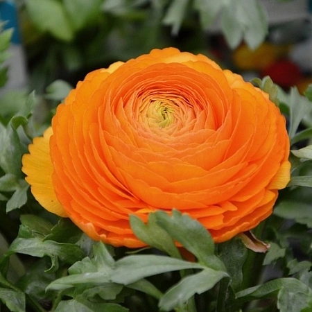 Ранункулюс Orange (уп. 10 шт)