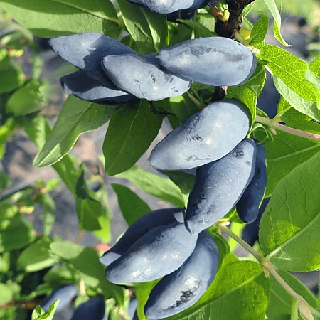 Жимолость съедобная Блю Банана С3 Жимолость съедобная Блю Банана С3