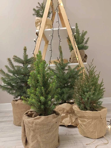 Ель голубая Глаука 60-80 см Ель голубая Глаука 60-80 см