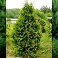 Туя западная Ауреспикиата 80-100 см Туя западная Ауреспикиата 80-100 см