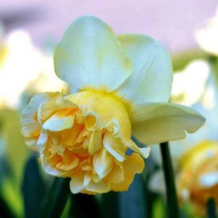 Нарцисс Art Design (3 шт. в уп.)