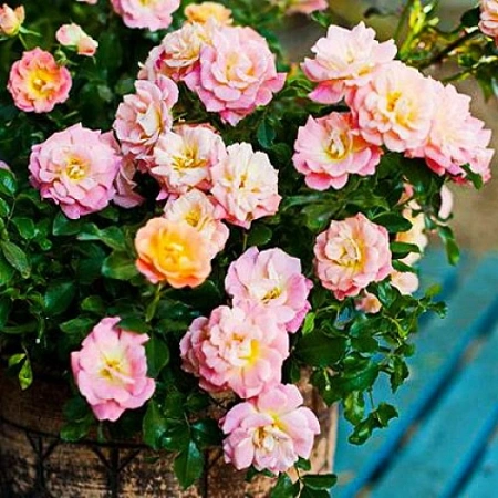 Роза Miniature Tricolor Роза Miniature Tricolor