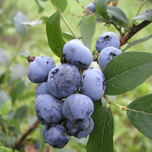 Голубика Блюкроп (Bluecrop) С10 Голубика Блюкроп (Bluecrop) С10