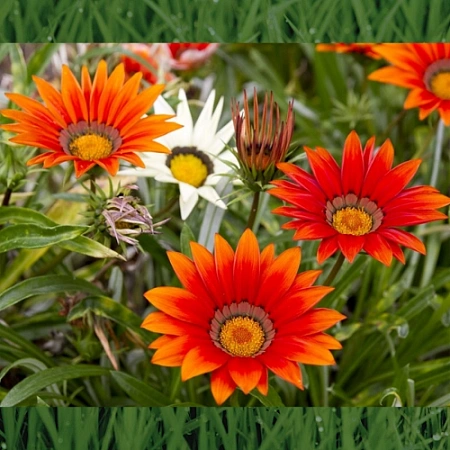 Рассада гацании (газании) Рассада гацании (газании)