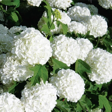 Калина Boul de Neige (Бульденеж)