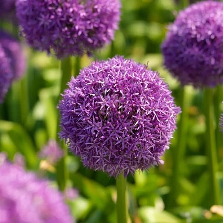 Аллиум Globemaster (1 шт. в уп.)