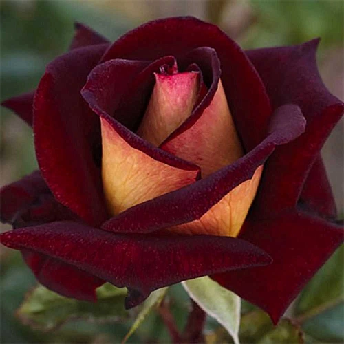 Роза чайно-гибридная Эдди Митчел (Eddie Mitchel) Сербия Роза чайно-гибридная Эдди Митчел (Eddie Mitchel) Сербия