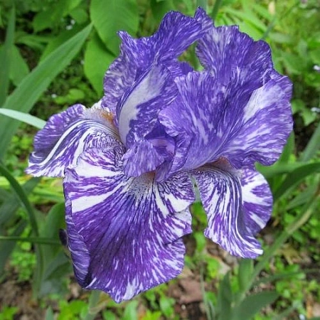 Ирис Germanica Batik (1 шт. в уп.)