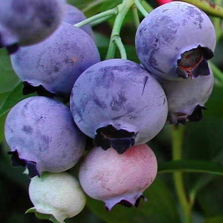 Голубика высокорослая Голдтраубе