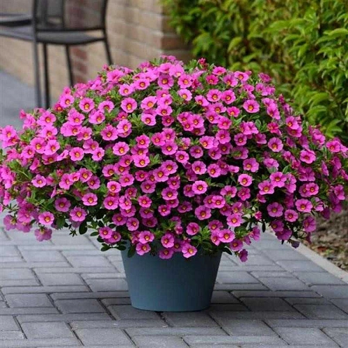 Калибрахоа, рассада Калибрахоа, рассада