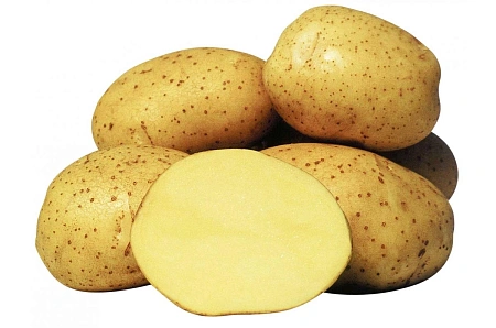 Картофель Ривьера семенной (1-я репродукция), 5 кг